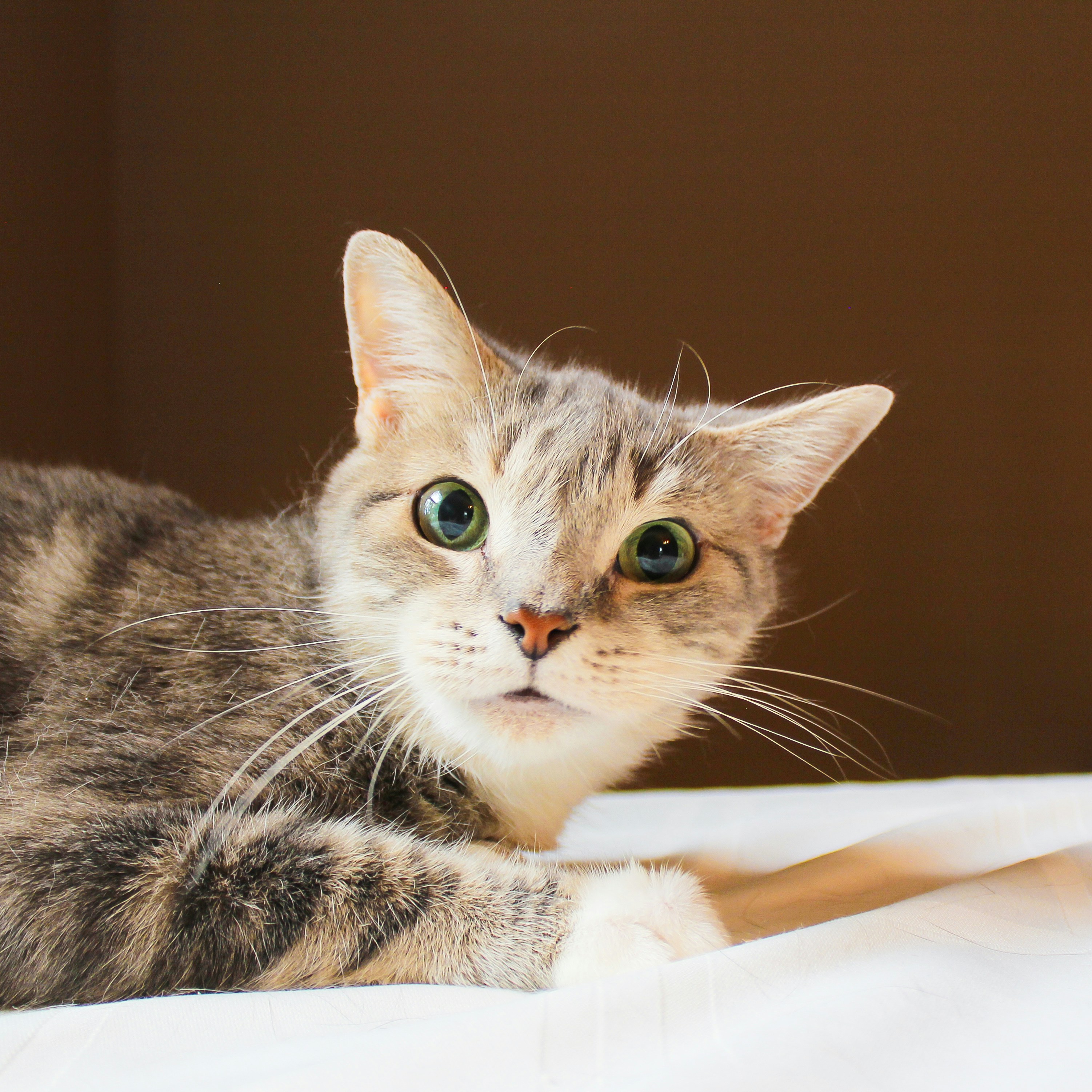 British Shorthair kitten for sale in Brisbane QLD Australia