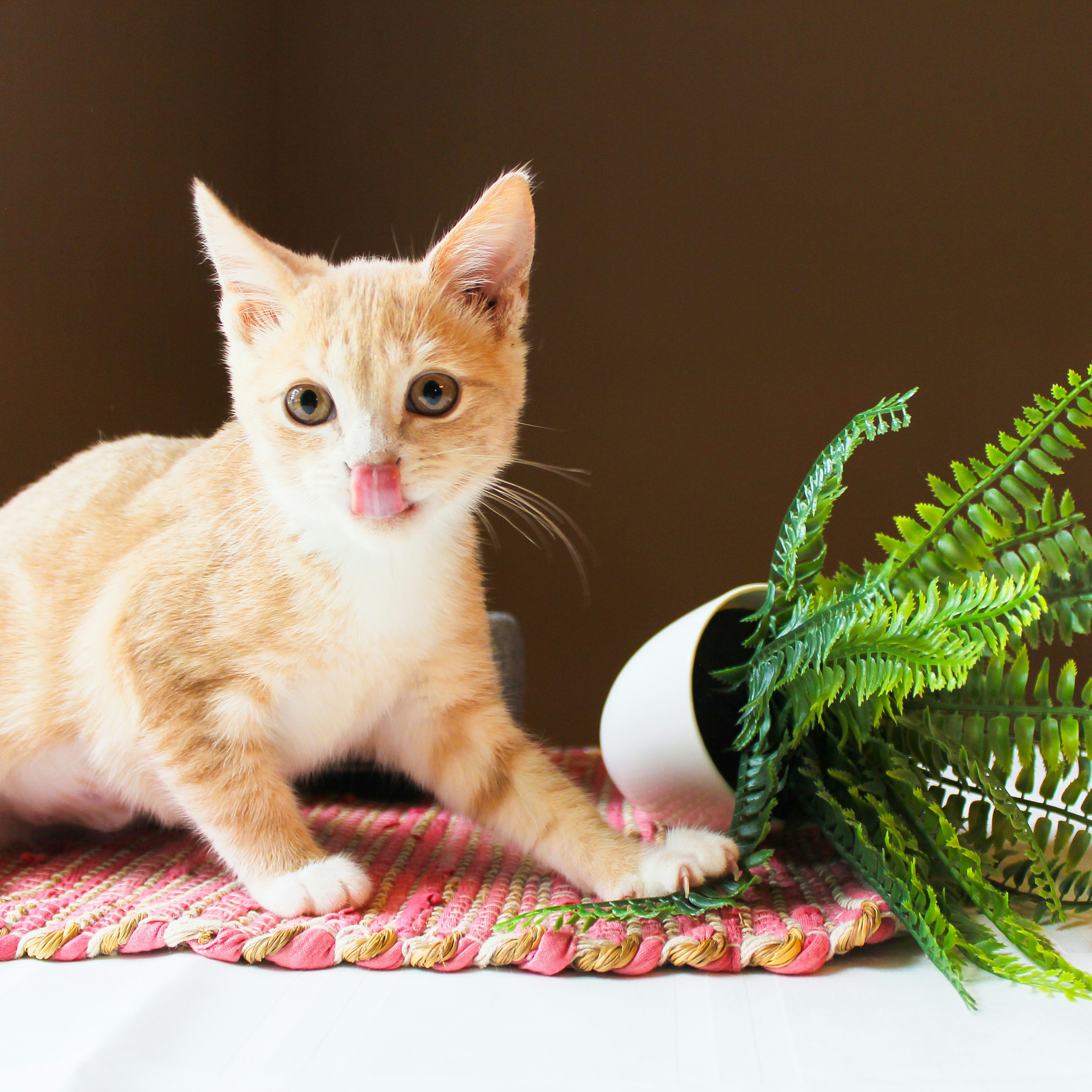Persian kitten for sale in Gold Coast QLD Australia