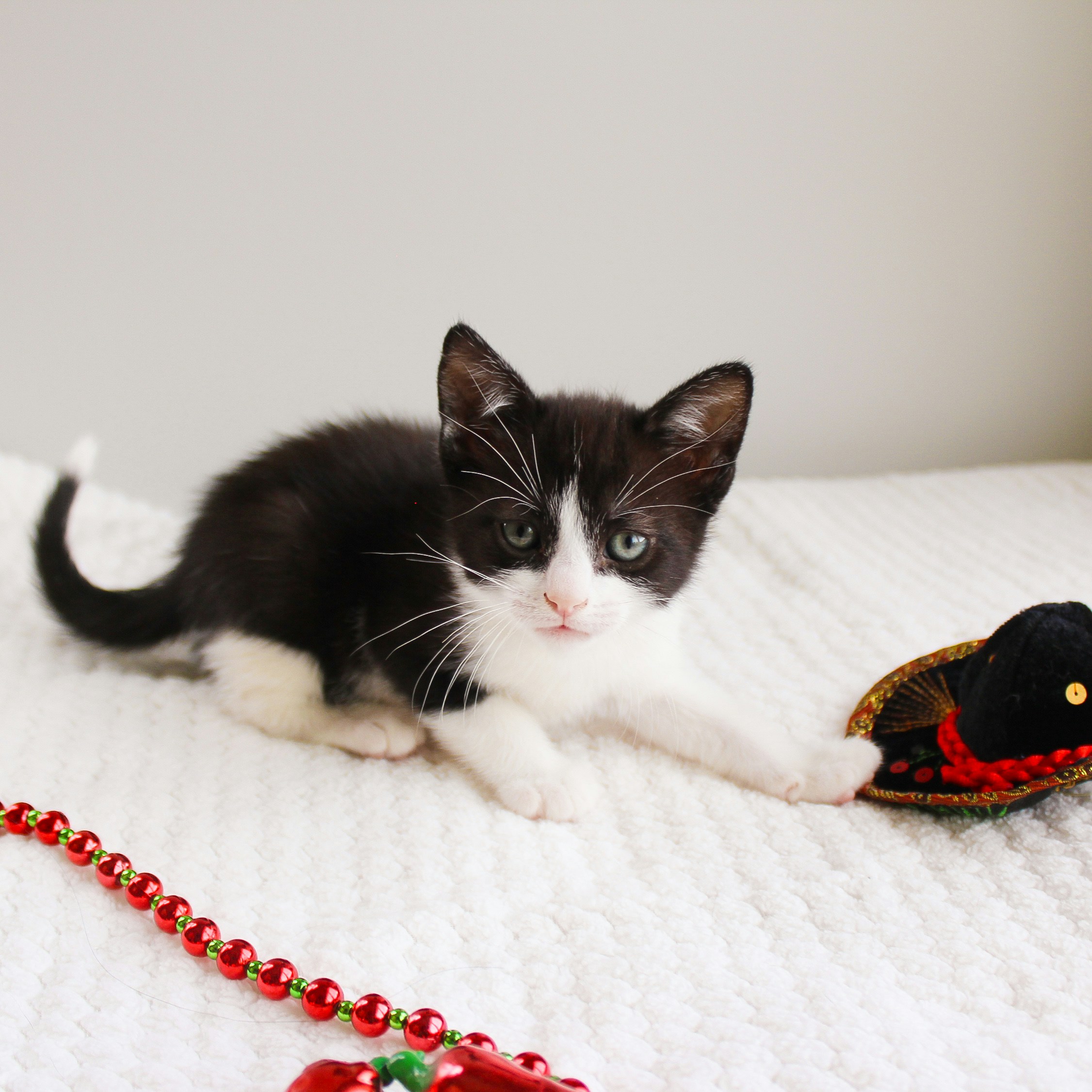 Devon Rex kitten for sale in Canberra ACT Australia