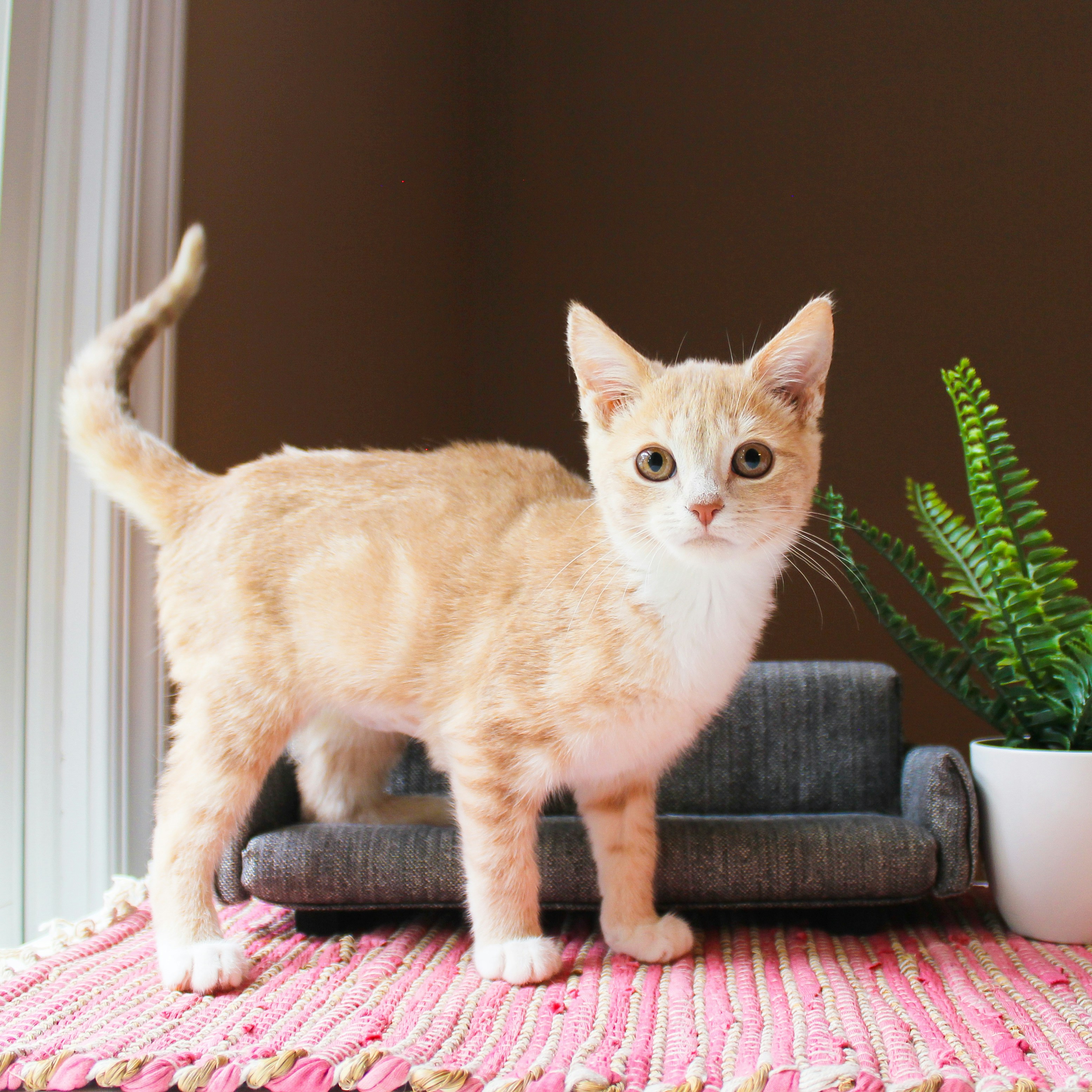 Abyssinian kitten for sale in Hobart TAS Australia