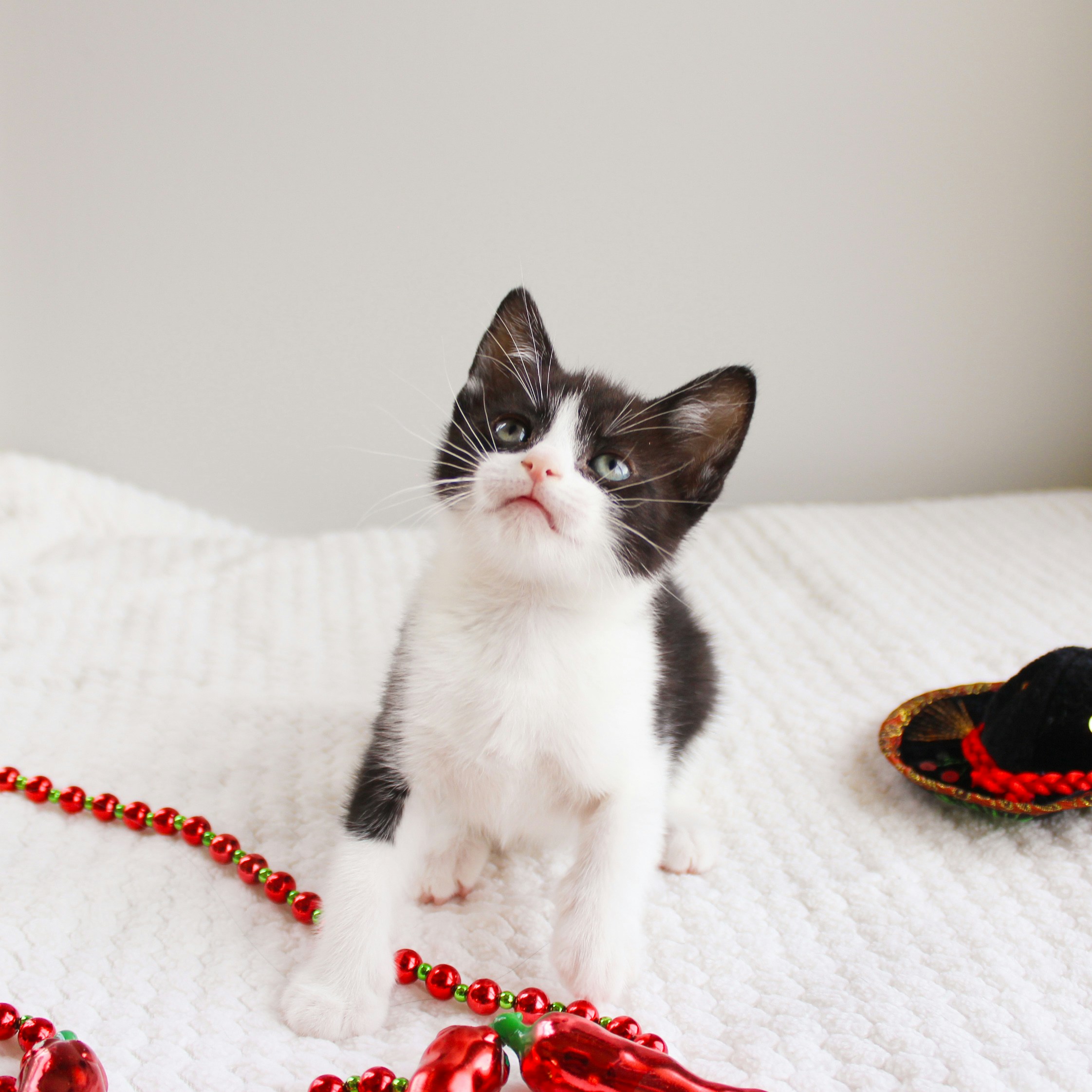 Sphynx kitten for sale in Sydney NSW Australia