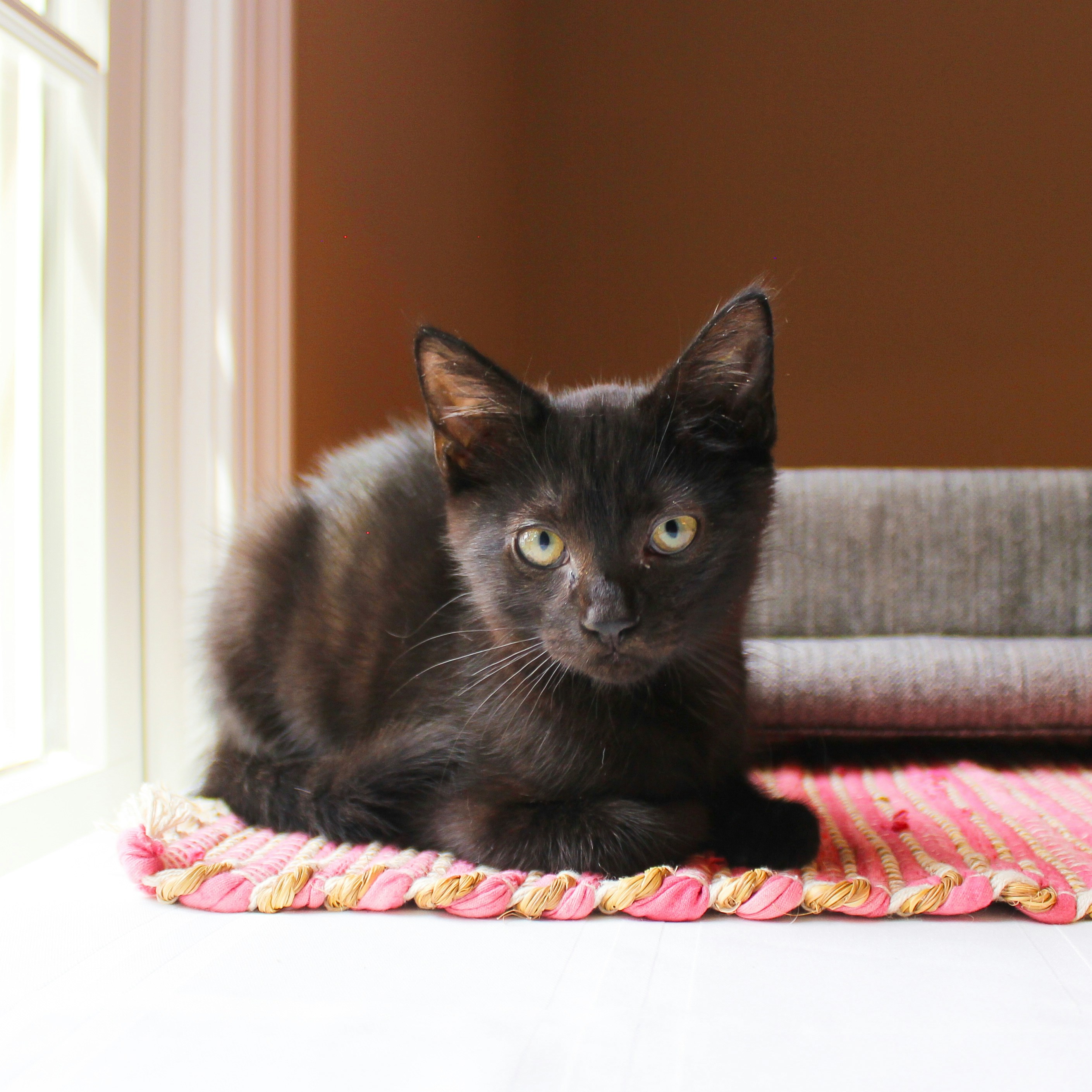 Domestic Shorthair kitten for sale in Melbourne VIC Australia