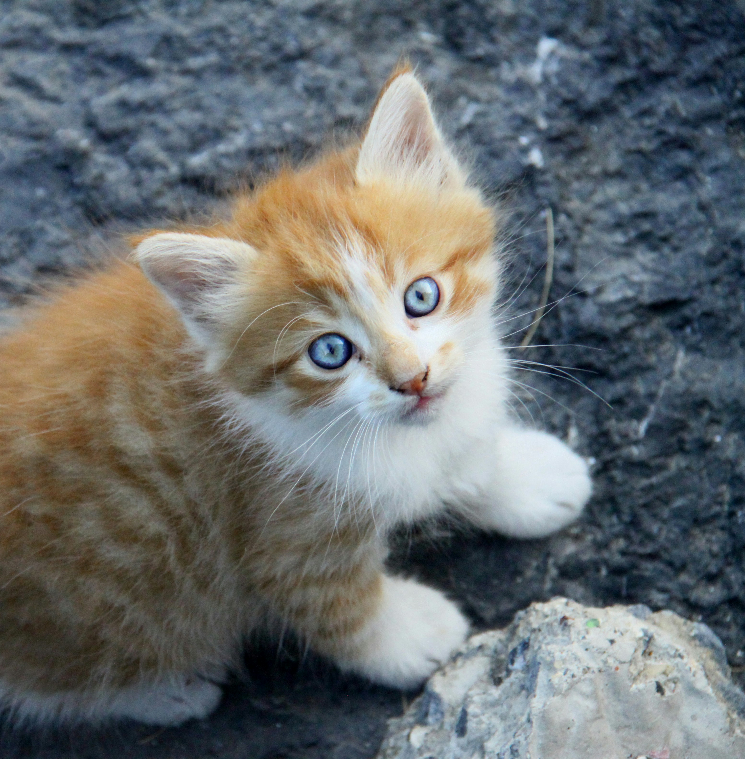 Scottish Fold kitten for sale in Brisbane QLD Australia