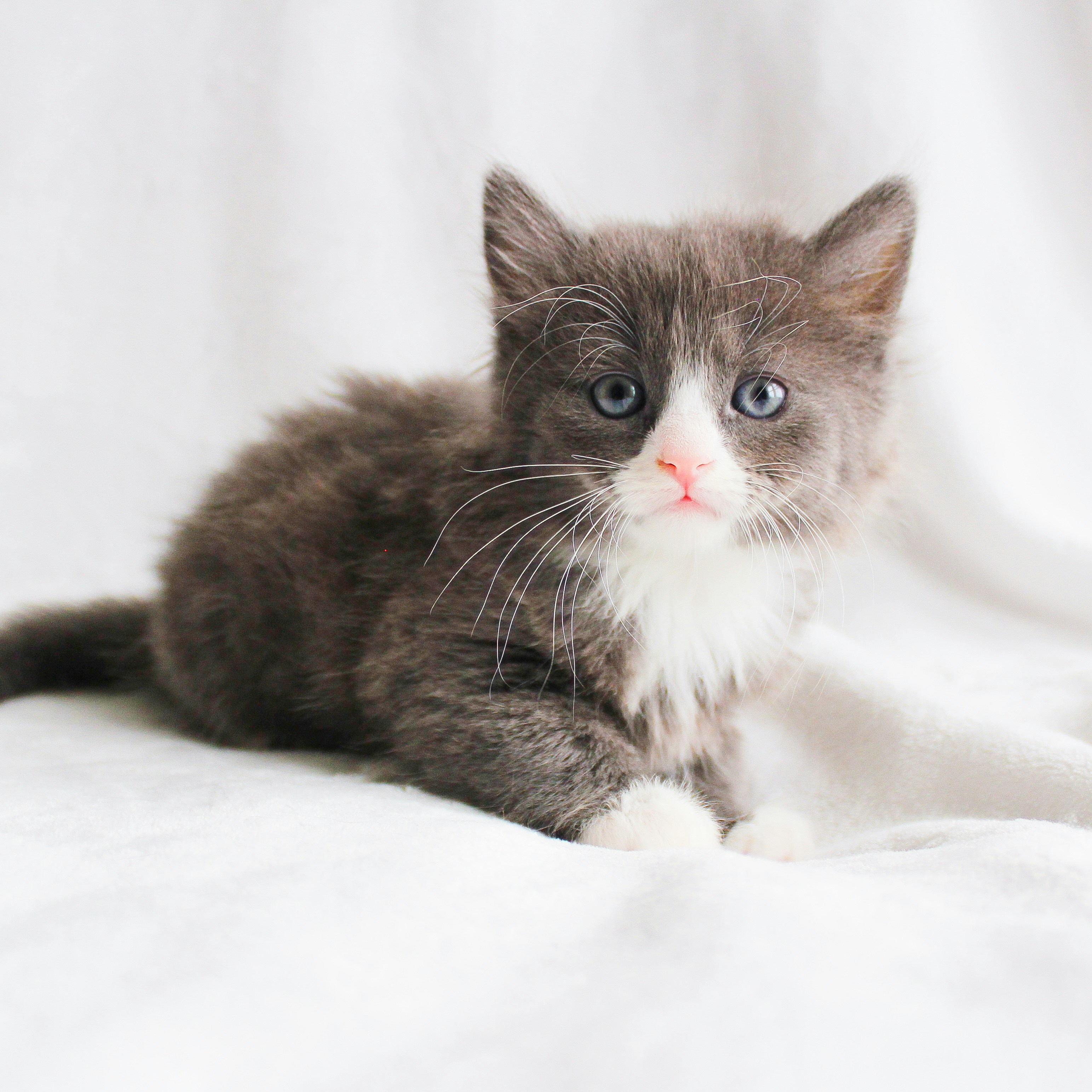 Norwegian Forest Cat kitten for sale in Adelaide SA Australia