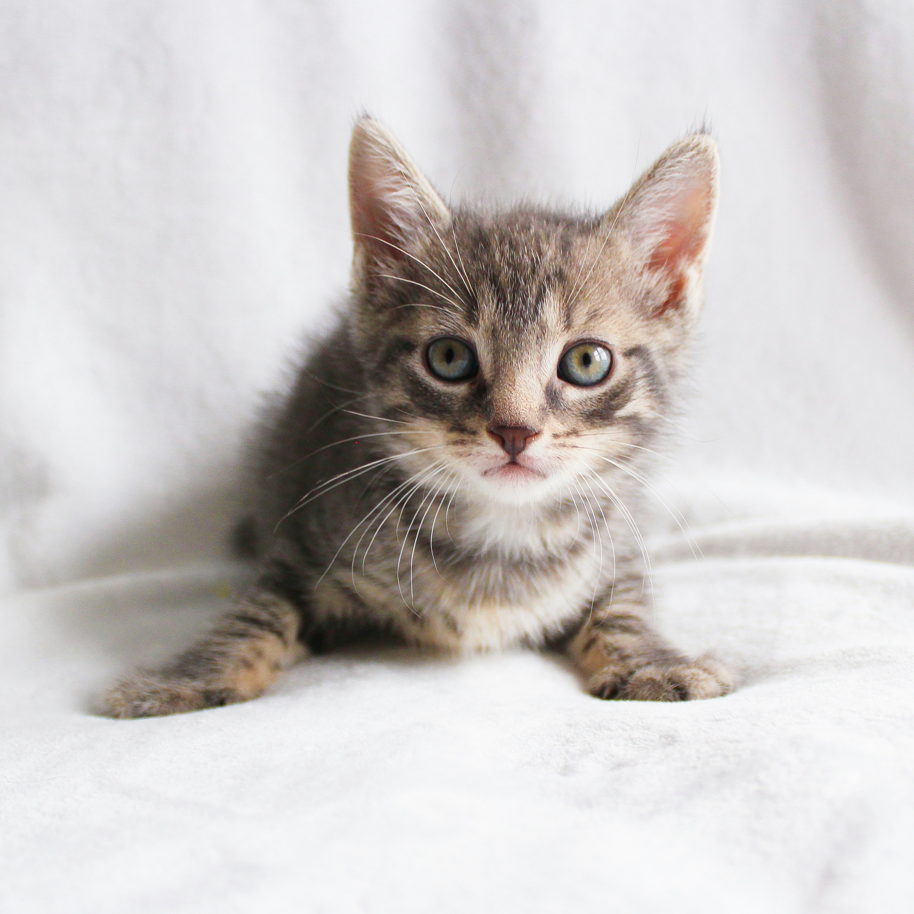 Tonkinese kitten for sale in Sydney NSW Australia