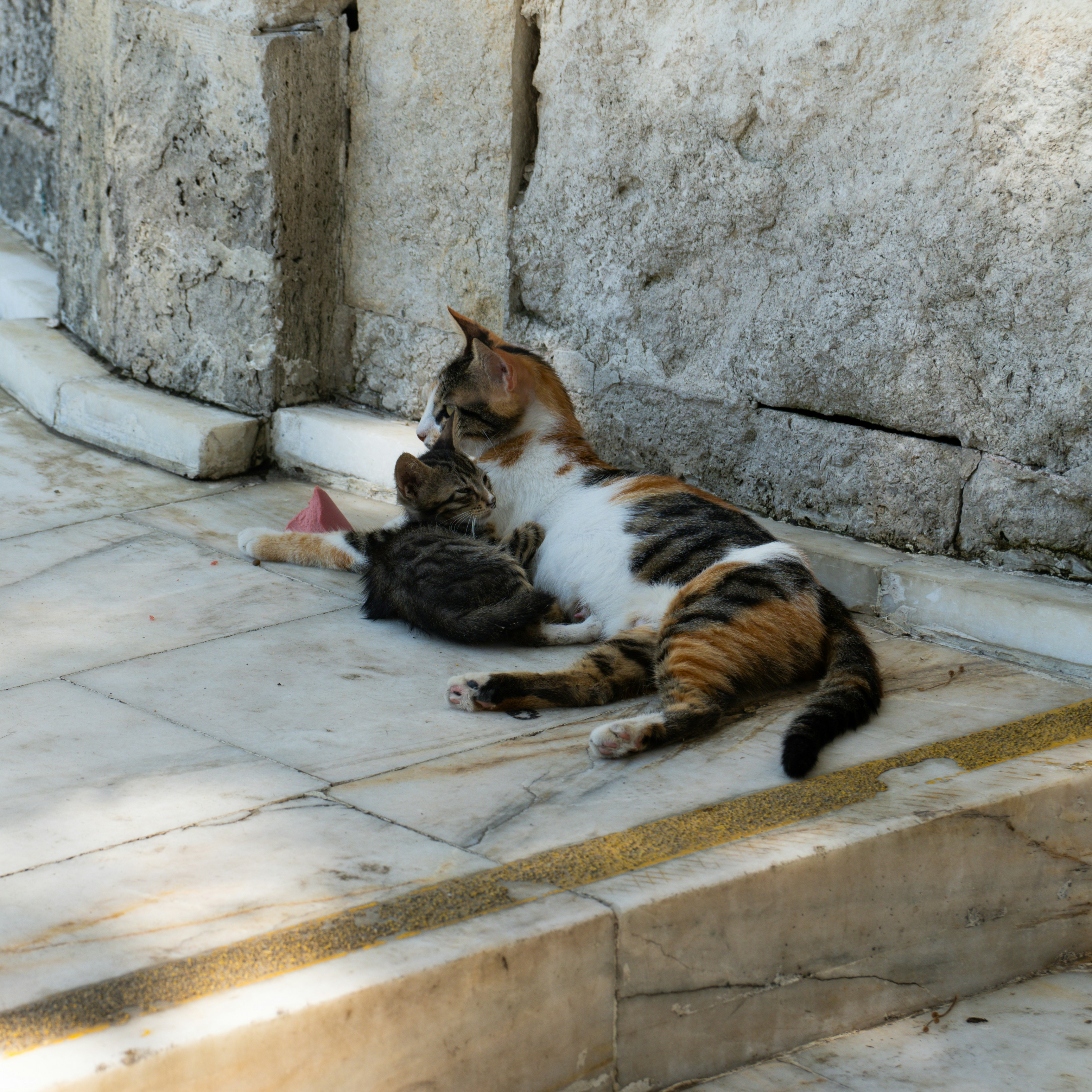 Somali kitten for sale in Canberra ACT Australia