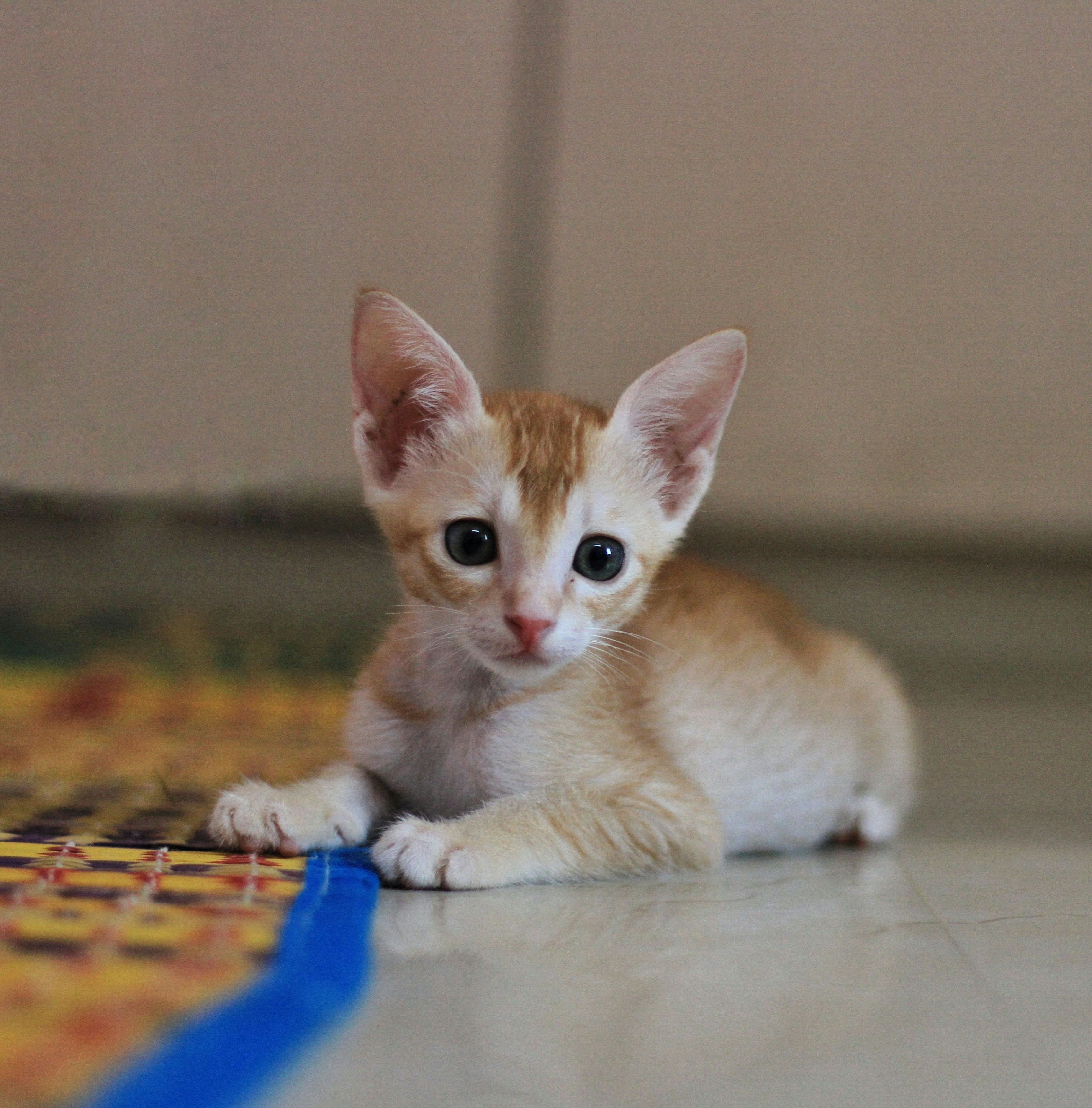 Ocicat kitten for sale in Darwin NT Australia