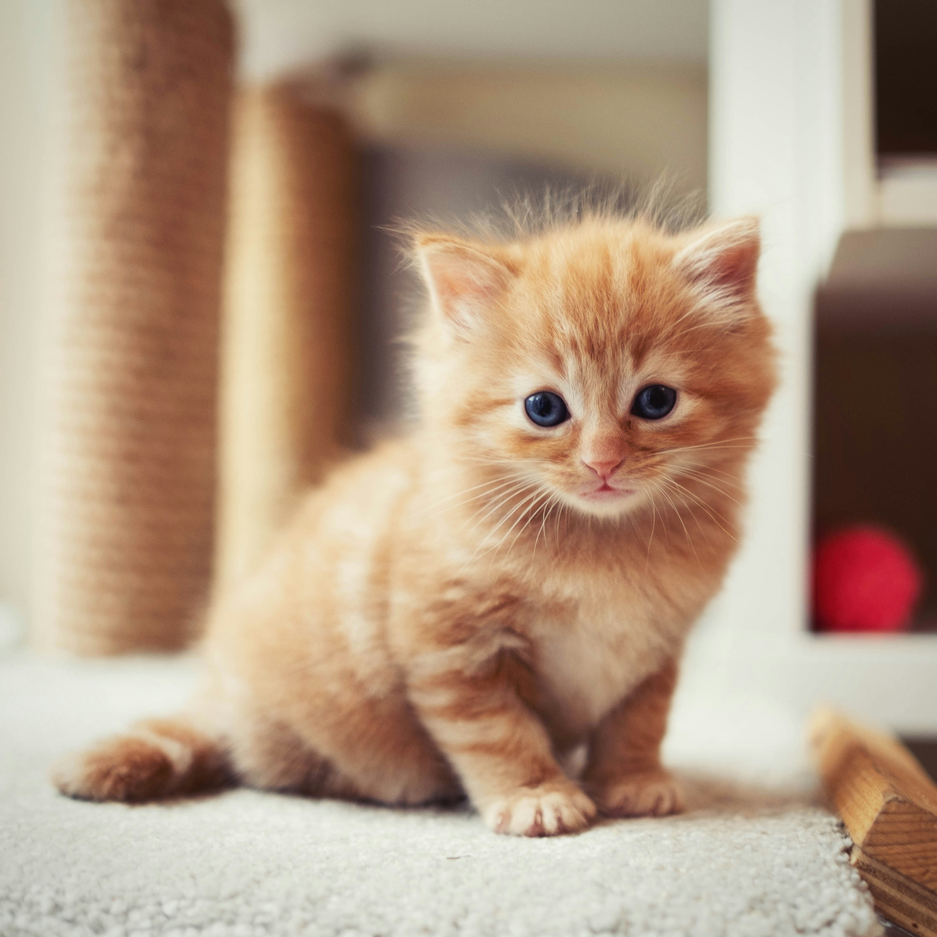 Domestic Shorthair kitten for sale in Hobart TAS Australia