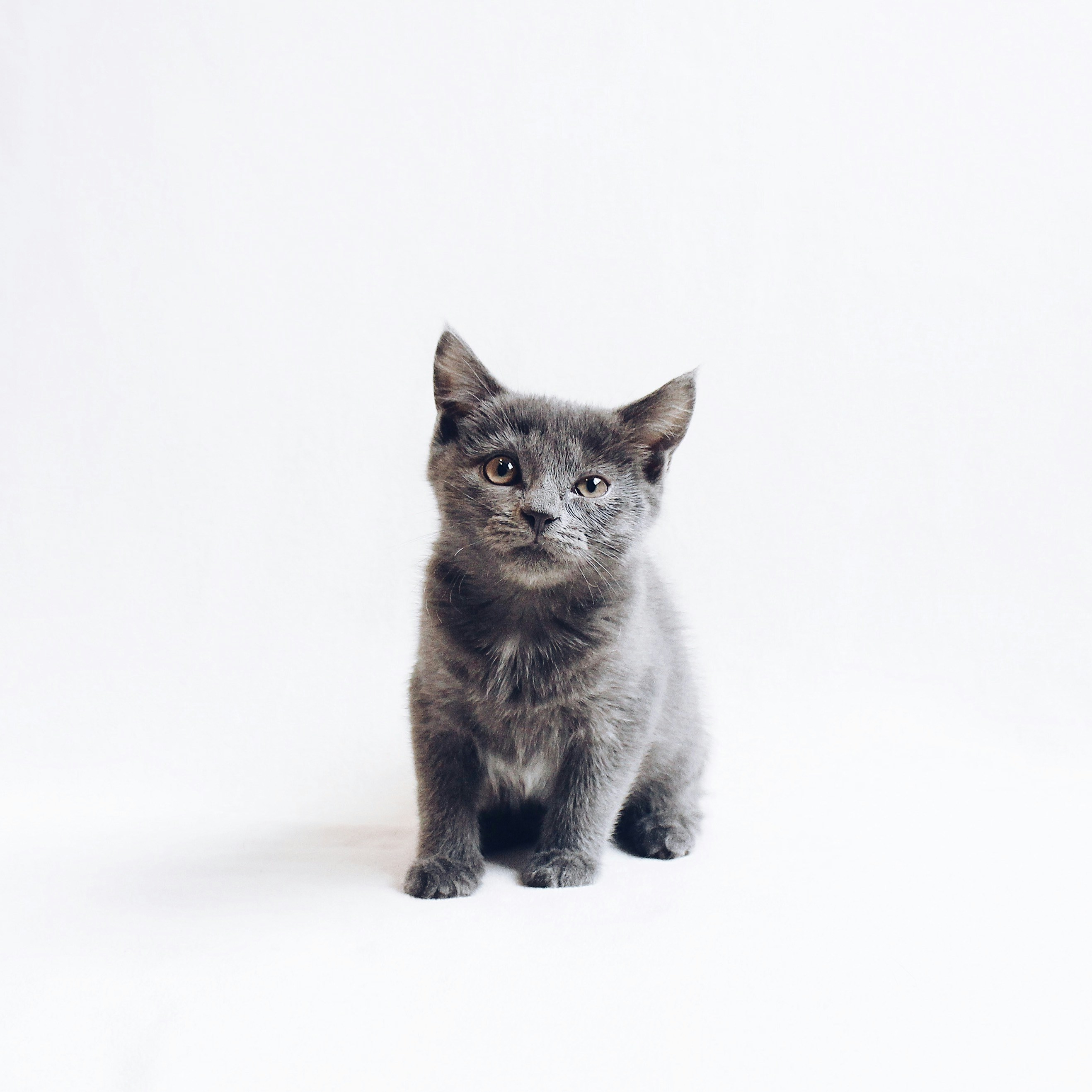 Nebelung kitten for sale in Sydney NSW Australia