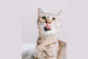 Cat Lick Me