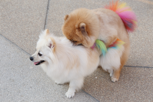 Sexual Behavior in Dogs