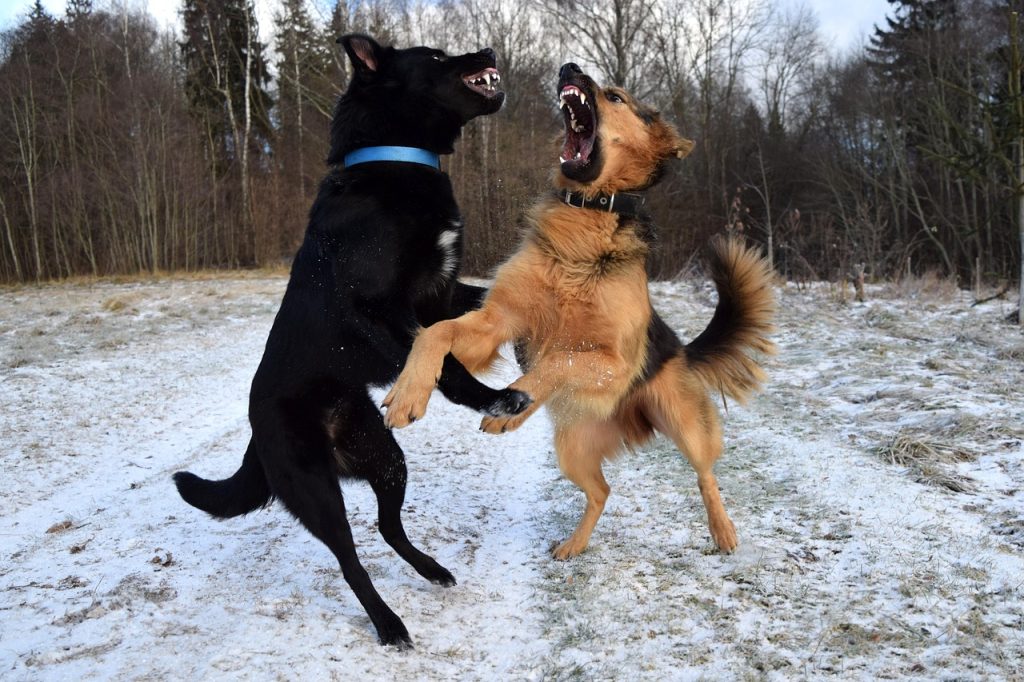 What to do with a dog that kills animals?