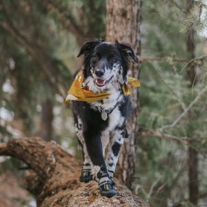 PetSmart Small Dog Rain Boots