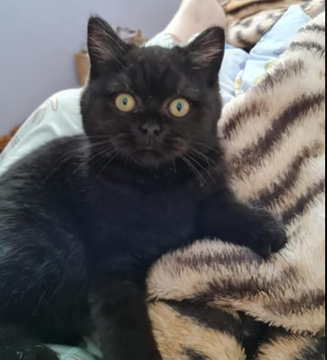 Scottish Shorthair <a href=