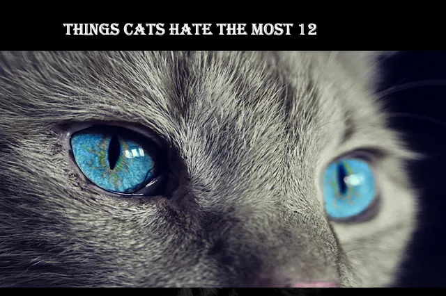 12 Things Cats Hate the Most