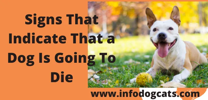 Signs That Indicate That a Dog Is Going To Die