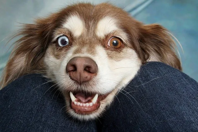 Things Your Dog Doesn't Like About You