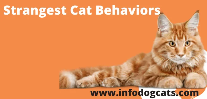 Strangest Cat Behaviors You're Not Sure About