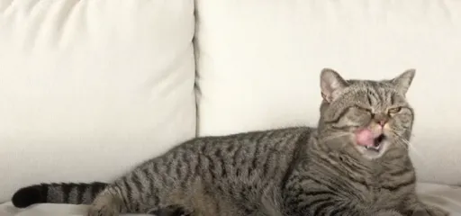 How Often Should You Feed Your Cat?