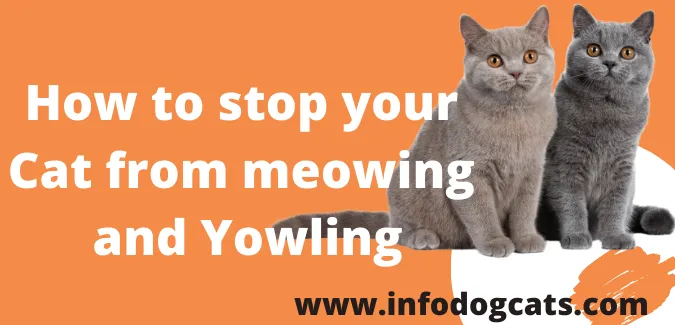 How to stop your Cat from meowing and Yowling.