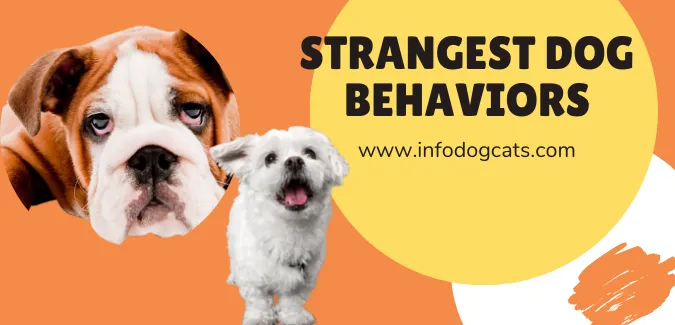 Strangest Dog Behaviors