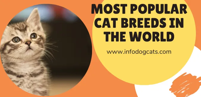 Most Popular Cat Breeds in the World
