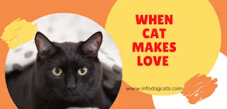 When cat makes love