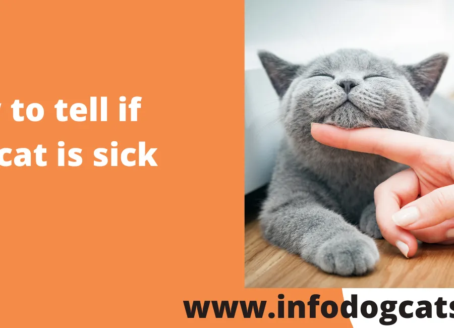 How to tell if your cat is sick
