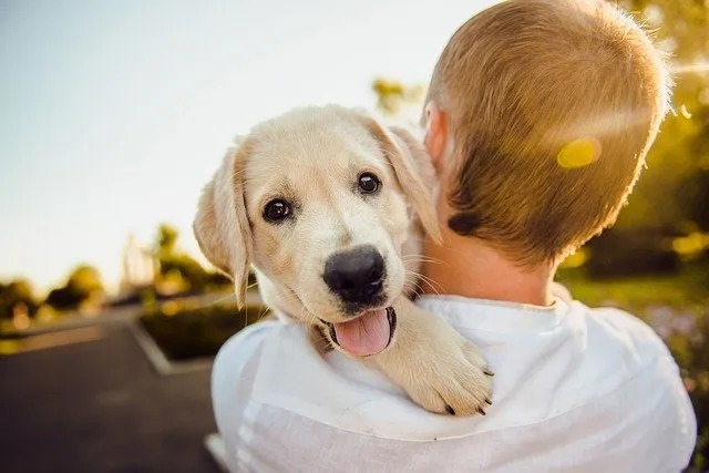How Dogs Humans language?