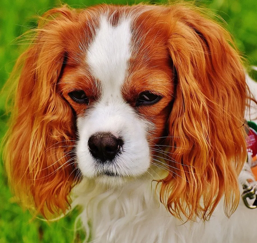 10 Best Indoor Dogs