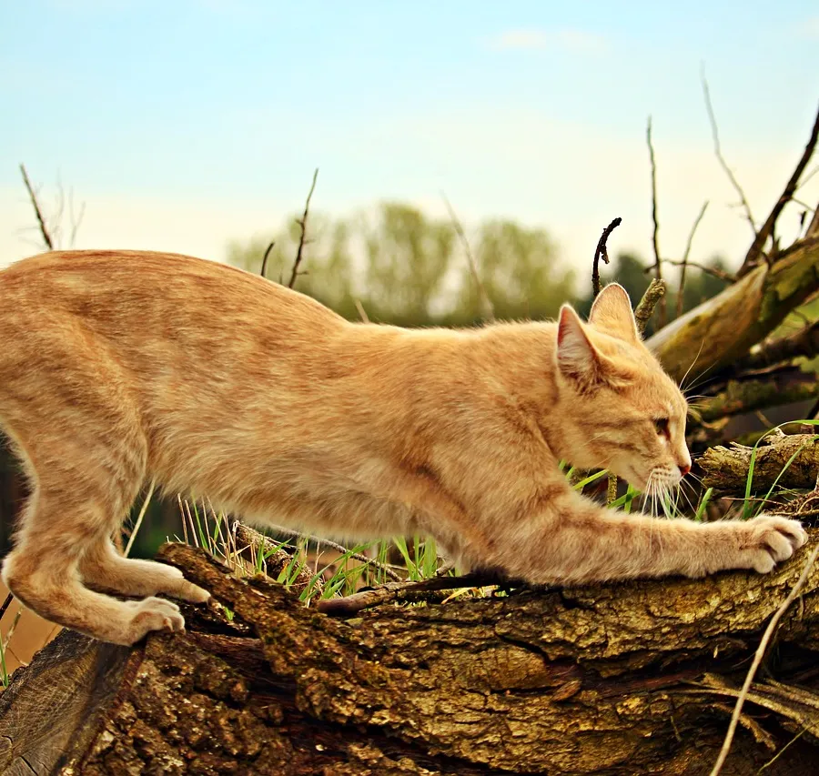 The Meaning Behind 8 Strangest Cat Behaviours