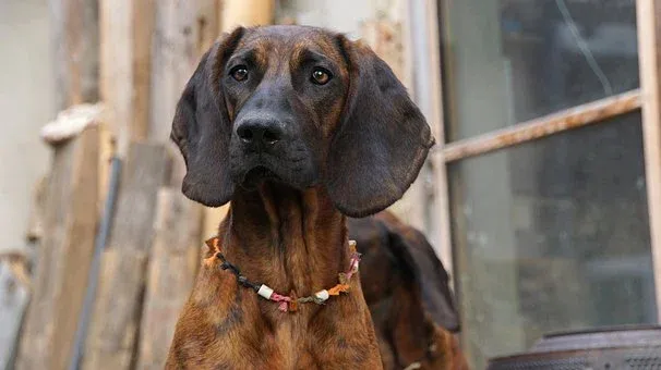 Most Illegal Dog in the World