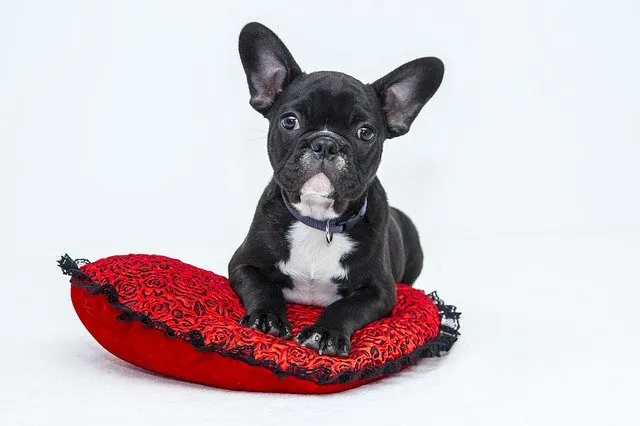 Top 5 Breeds with Low Exercise Requirements