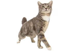 Understanding the Behaviors of Cats in Heat