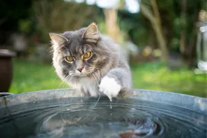 Why Cats Hate Water Exploring the Evolutionary and Biological Reasons Behind Feline Aversion to Water