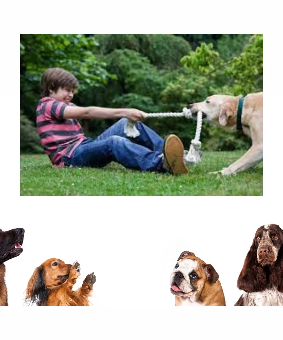Dogs love to play