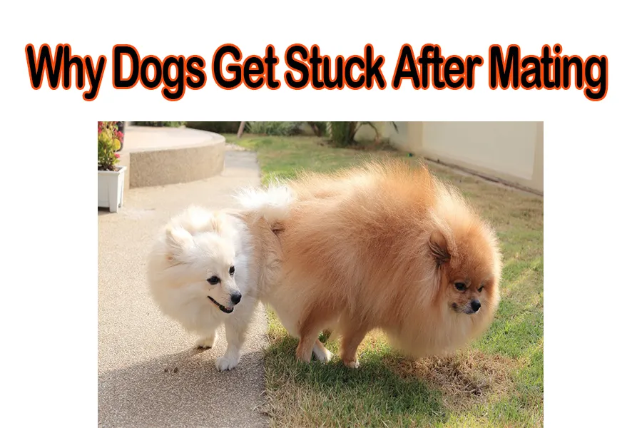 Why Dogs Get Stuck After Mating?