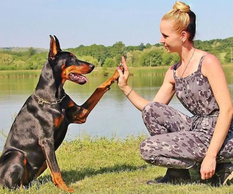 7 FACTS About DOGS That Will Surprise You! Discover Them!