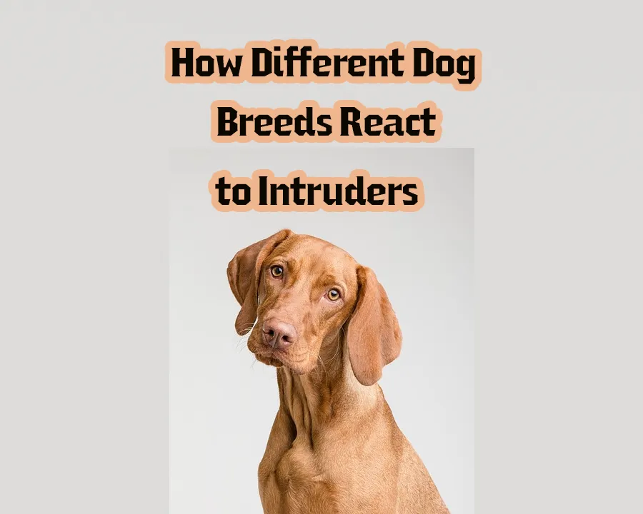 How Different Dog Breeds React to Intruders