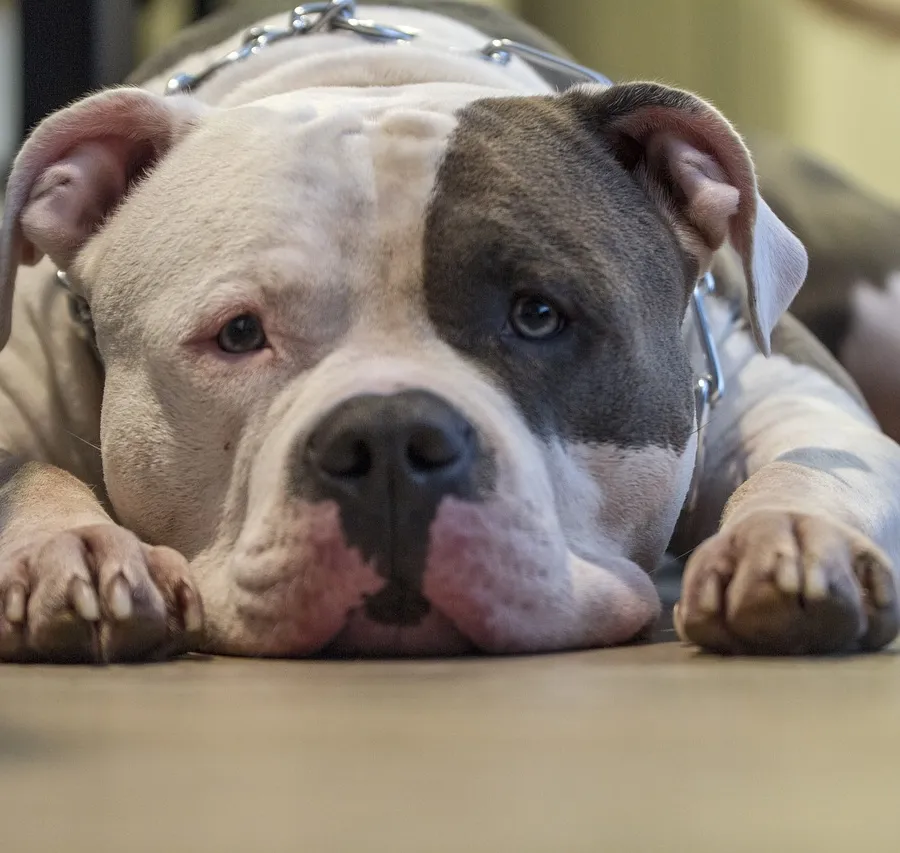 How can we end the killing and torture of dogs?