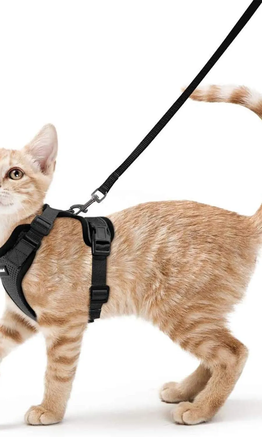 Reviews of the Rabbitgoo Cat Harness 2024
