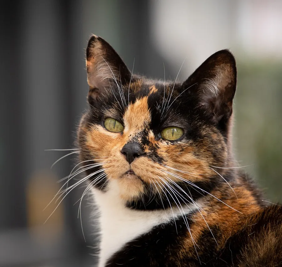 The Science of Why Do Cats Purr ? A Mysterious Sound of Self-Healing