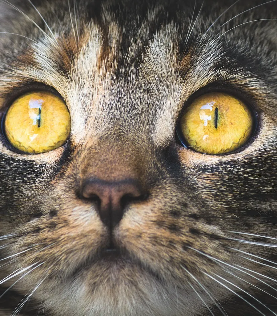 Why Do Cats Scream When Mating?