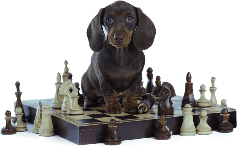 Unlocking Canine Potential What Sets Our Dog Training System Apart
