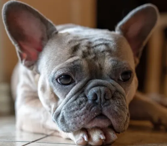 I Love Your French Bulldog Too 2024