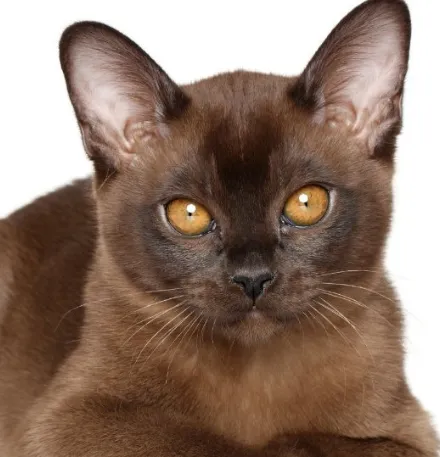 Discover the Enigmatic Personality and Alluring Colors of Burmese Cats | Find a Burmese Cattery Near You