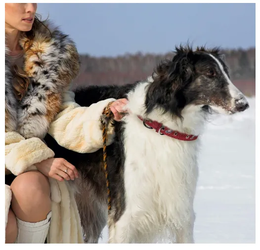 The Best Tough Leather Pet Collar for Philadelphia Eagles Fans