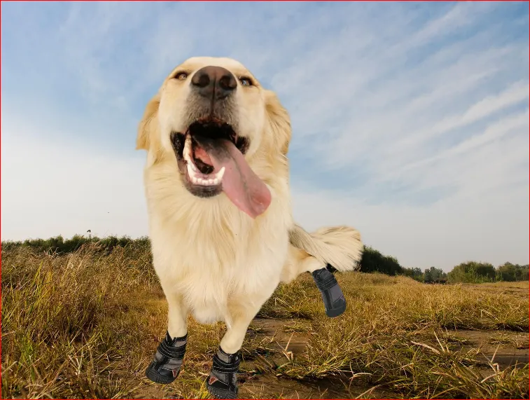 The Ultimate Guide to Large Dog Shoes for All-Weather Protection