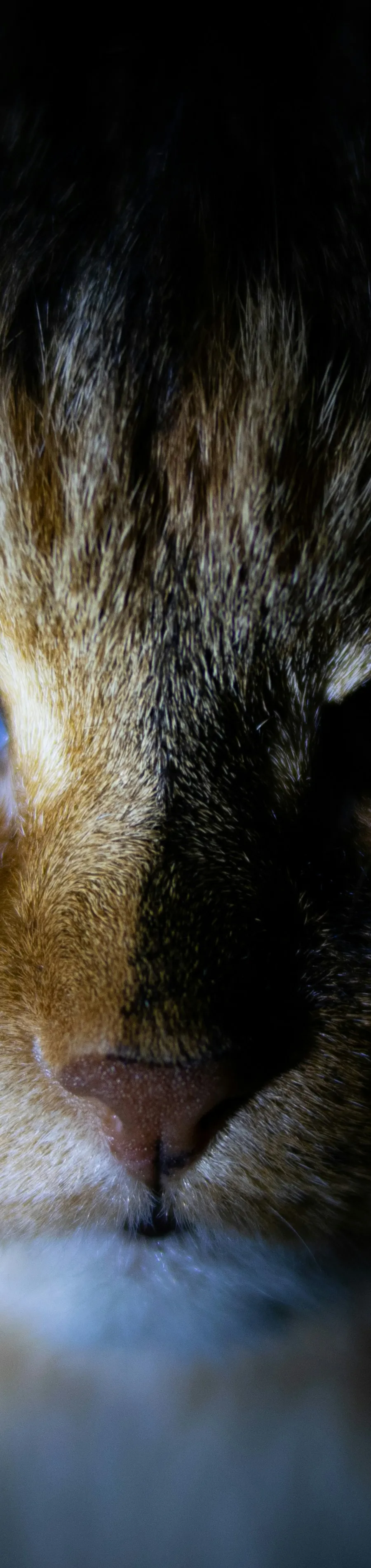 Kinds of Cats: A Comprehensive Guide to Feline Varieties