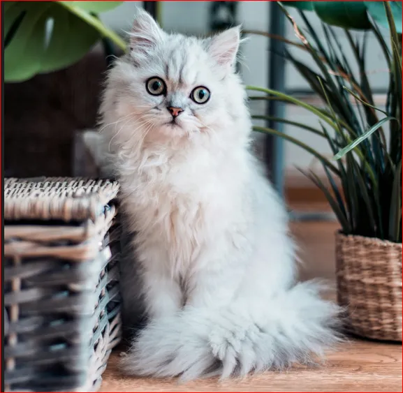 White Kitten: A Comprehensive Guide to Adoring and Caring for Your Snowy Feline Friend